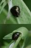 Coptosoma scutellatum